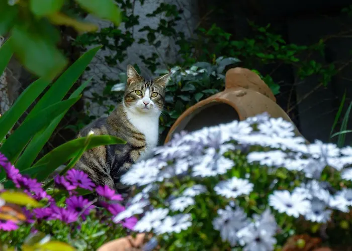 Apartment Casa Cecilia *