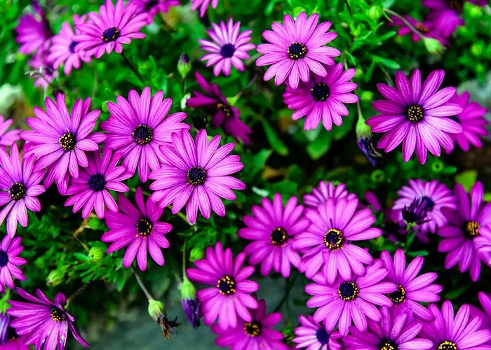 Casa Cecilia Appartement